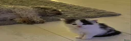 Ragdoll cats for sale: Adorable Ragdoll Cross Kittens - Advert 13