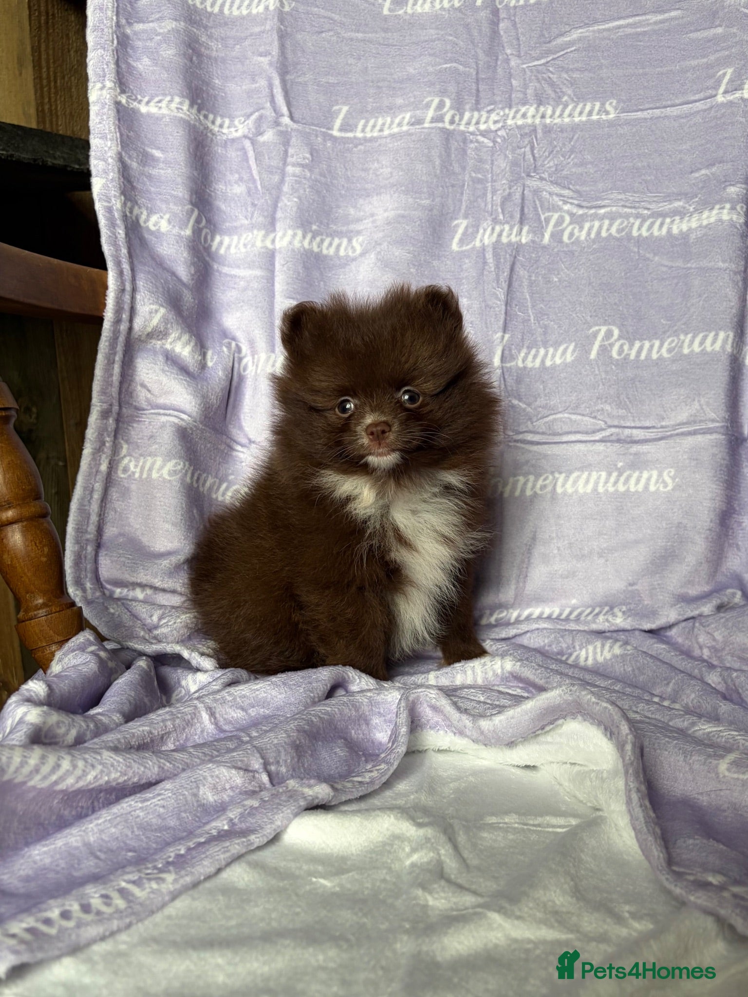 Pomeranian dogs 3 LEFT! DNA 100% Pom🧬KC✨DNA&HEALTH TESTED!  - Advert 5