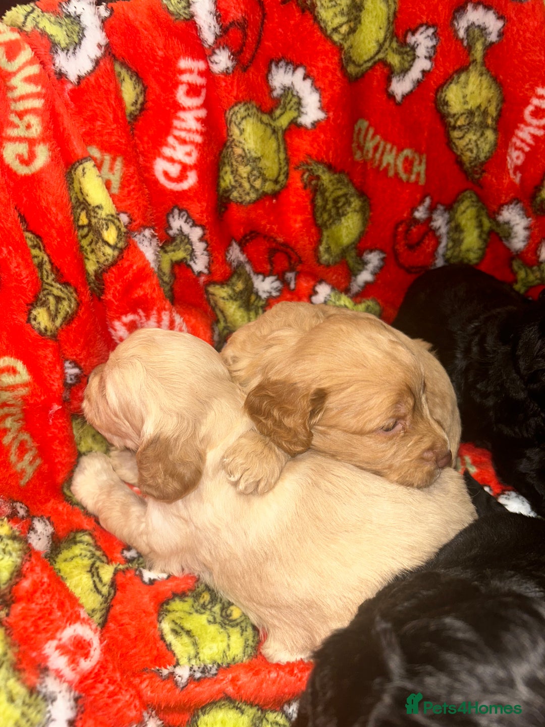 Cockapoo dogs for sale: F1 cockapoo puppies  - Image 12