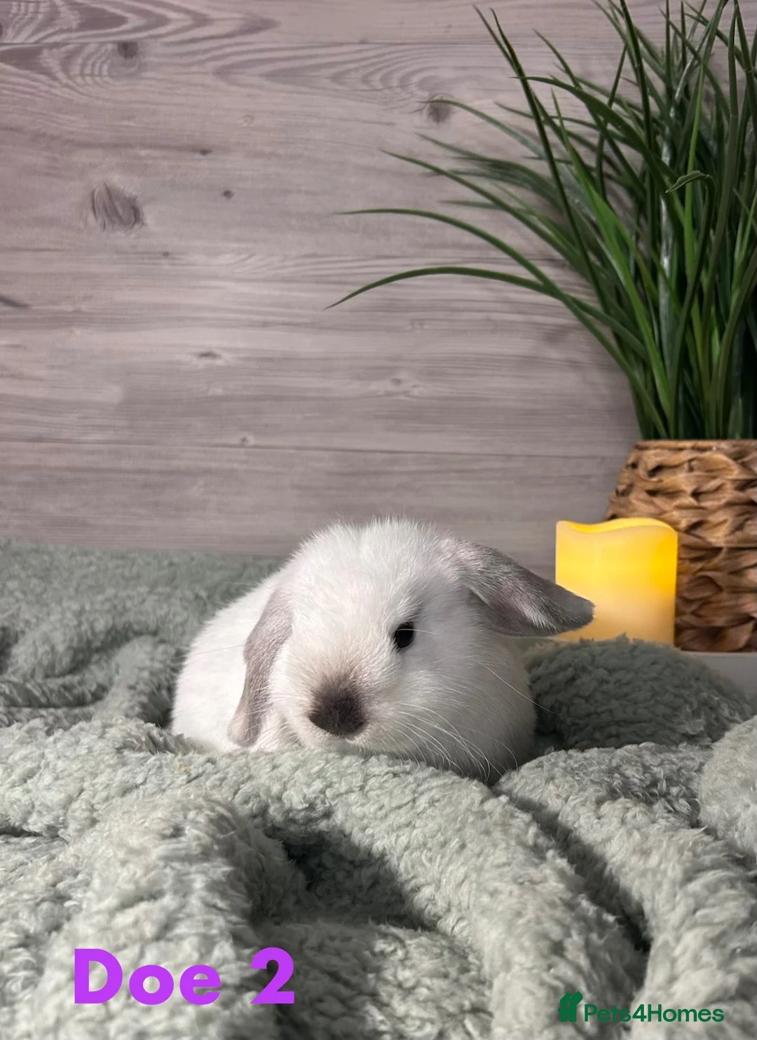 Mini Lop rabbits for sale: Mini Lop Bunnies - Advert 2