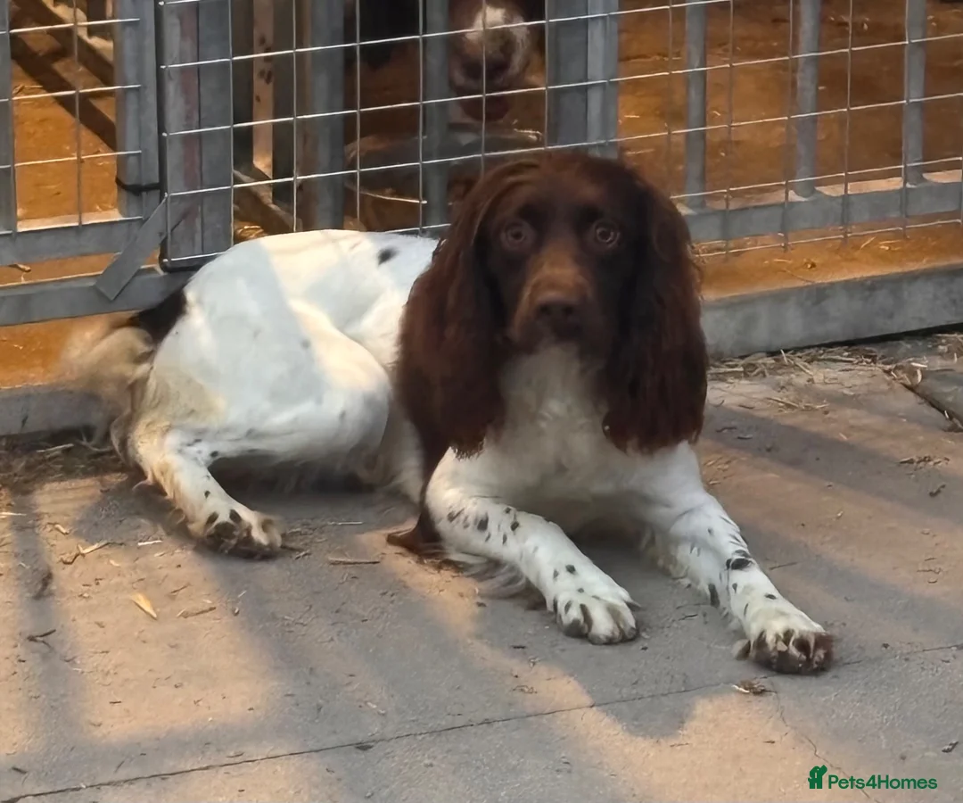 English Springer Spaniel dogs for sale: 15 month old springer bitch - Advert 2