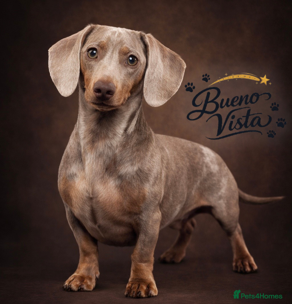 Miniature Dachshund dogs Isabella & Cream Dapple Miniature Dachshund Stud - Advert 16