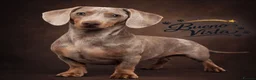 Miniature Dachshund dogs for stud: Isabella & Cream Dapple Miniature Dachshund Stud - Advert 2