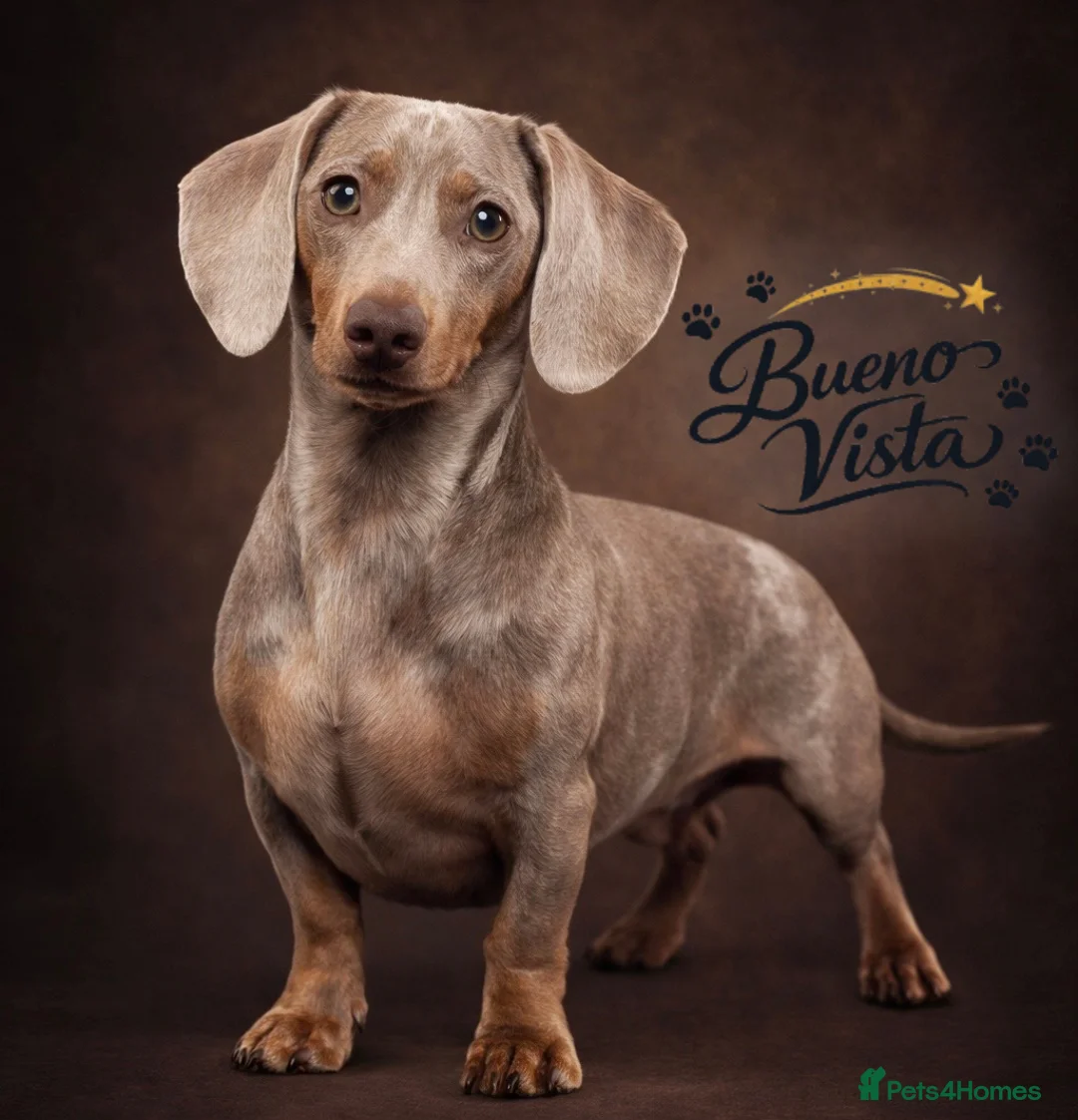 Miniature Dachshund dogs for stud: Isabella & Cream Dapple Miniature Dachshund Stud - Advert 2