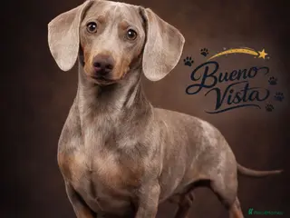 Miniature Dachshund dogs Isabella & Cream Dapple Miniature Dachshund Stud - Advert 16