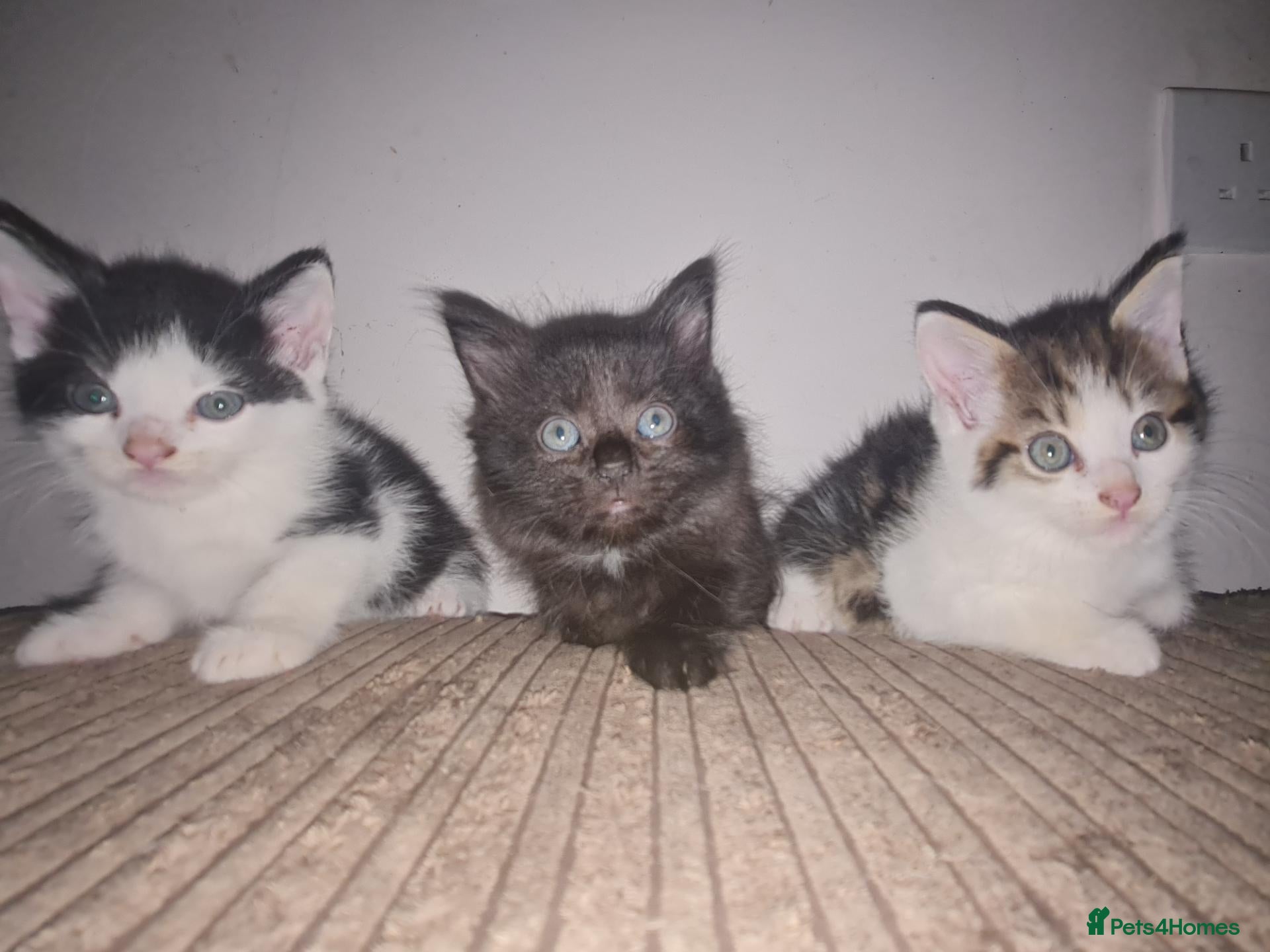 Mixed Breed cats 5 kittens for sale  - Advert 1