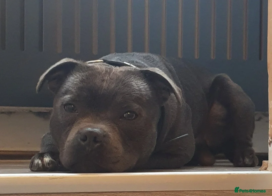 Staffordshire Bull Terrier dogs for stud: **ROSCO**OUTSTANDING BLUE STUD! in Birmingham - Advert 16