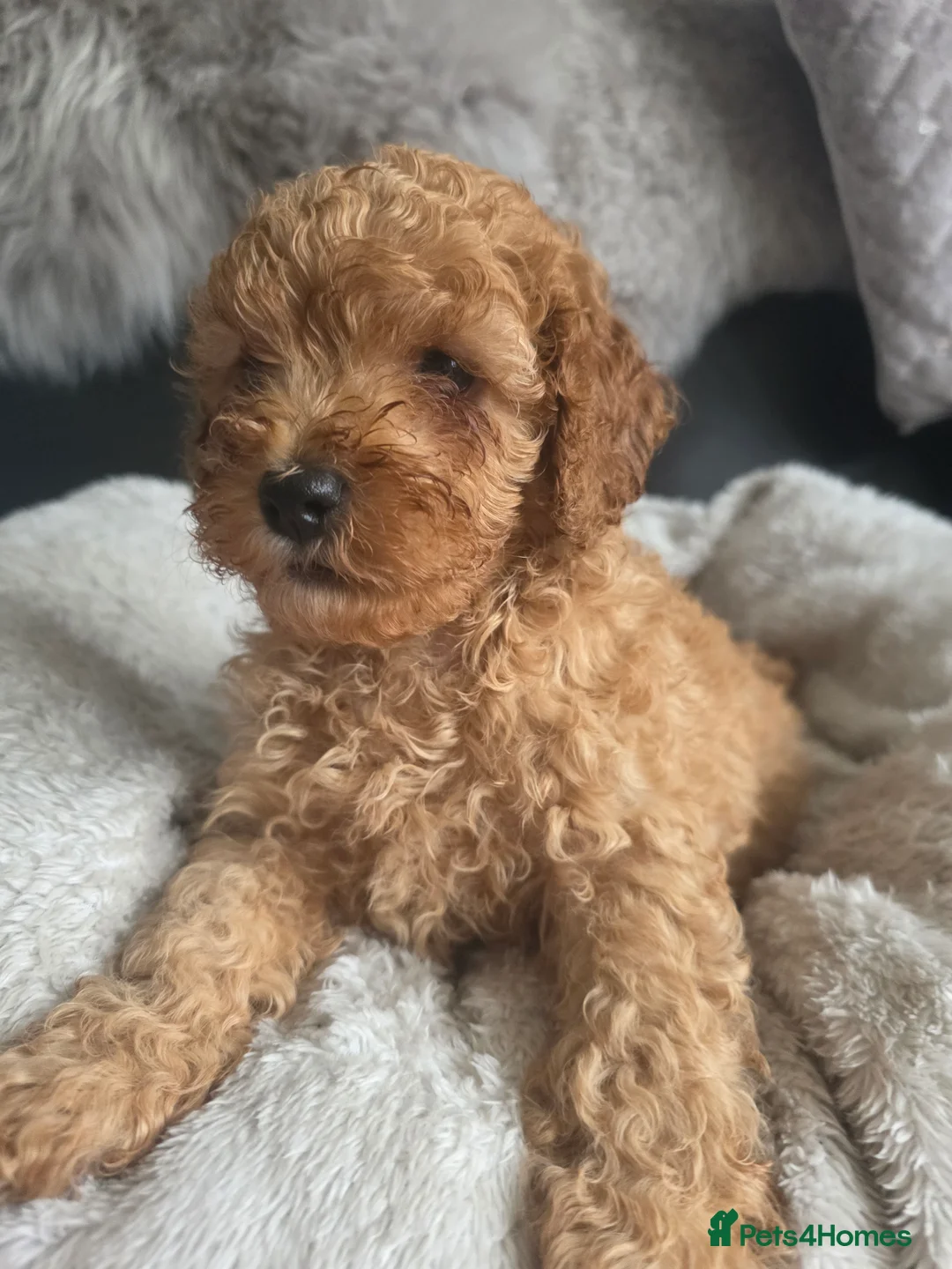 Cockapoo dogs for sale: Cream Cockapoo puppies - Advert 23