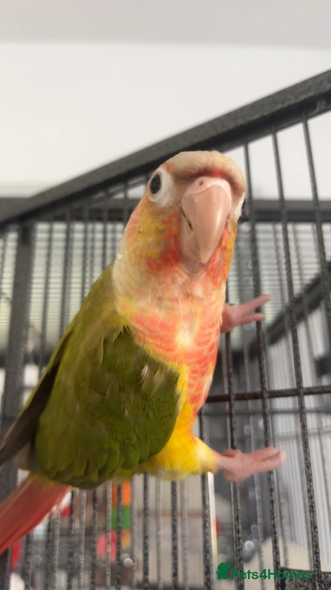 Conures birds for sale: Hand reared conure  in Brecon - Advert 2