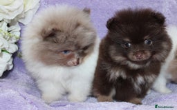 Pomeranian dogs for sale: PARTI MERLE QUALITY KC POMERANIANS - Image 26