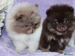 Pomeranian dogs - Advert 3