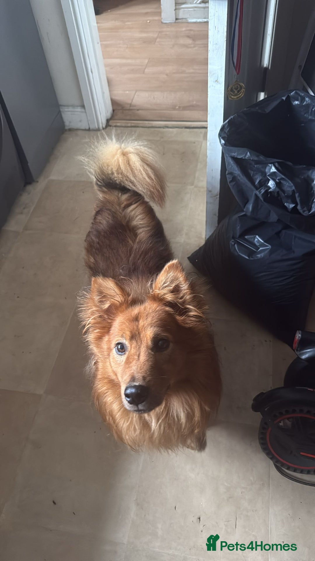 Mixed Breed dogs for adoption: MONTY – an example of Resilience and Devotion - Advert 30