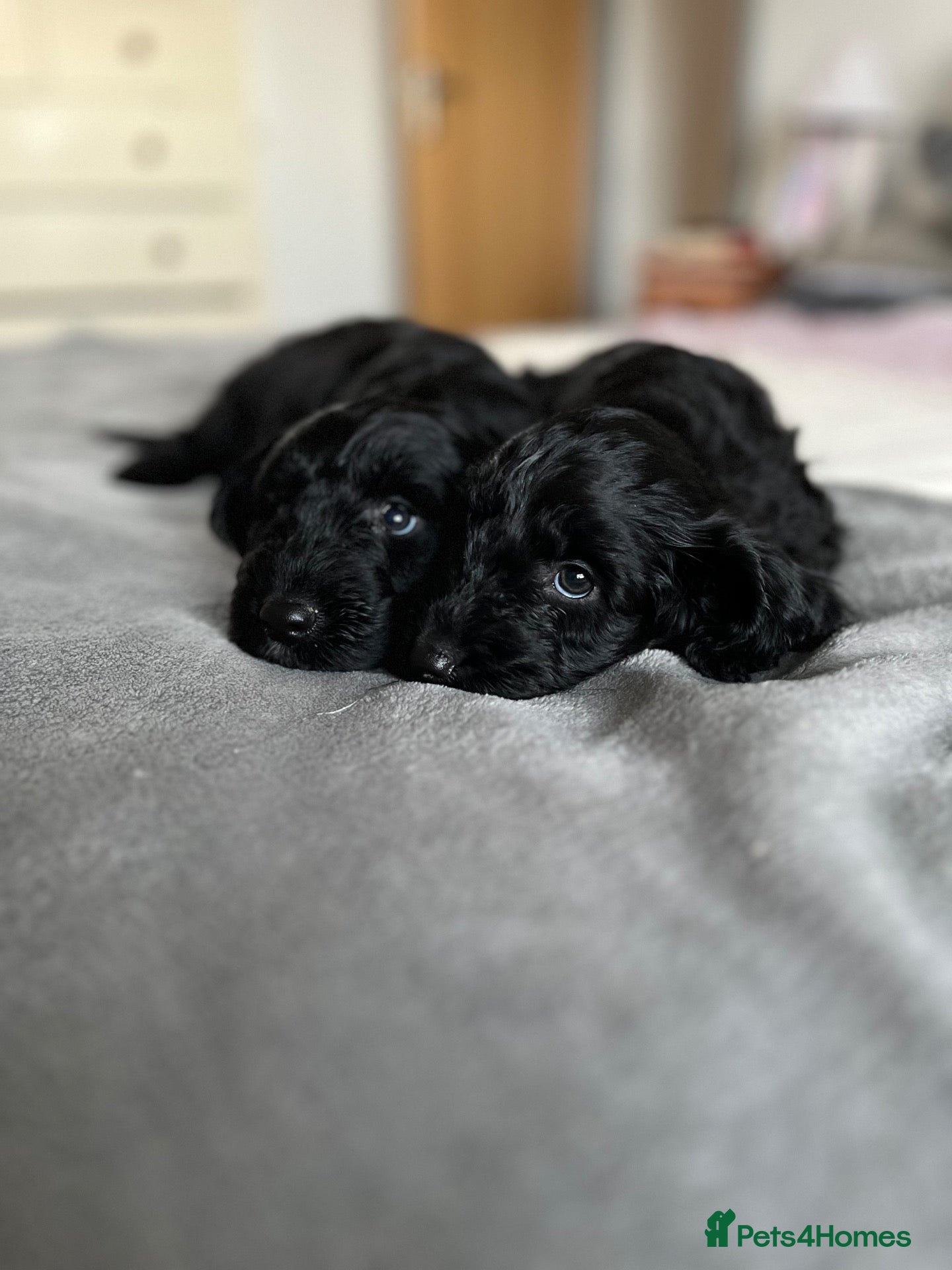 Cockapoo dogs for sale: Ready to go this week 2 females F1 Cockapoo pups - Advert 1