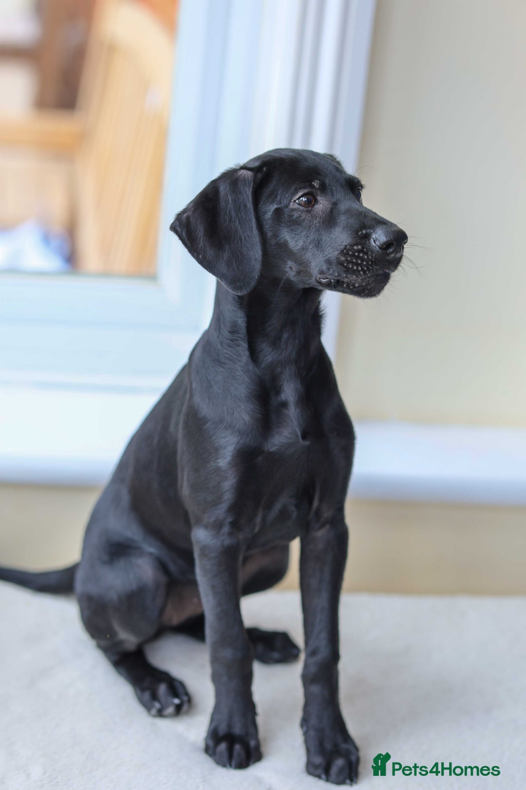 Mixed Breed dogs for adoption: Ms Bean - Image 8