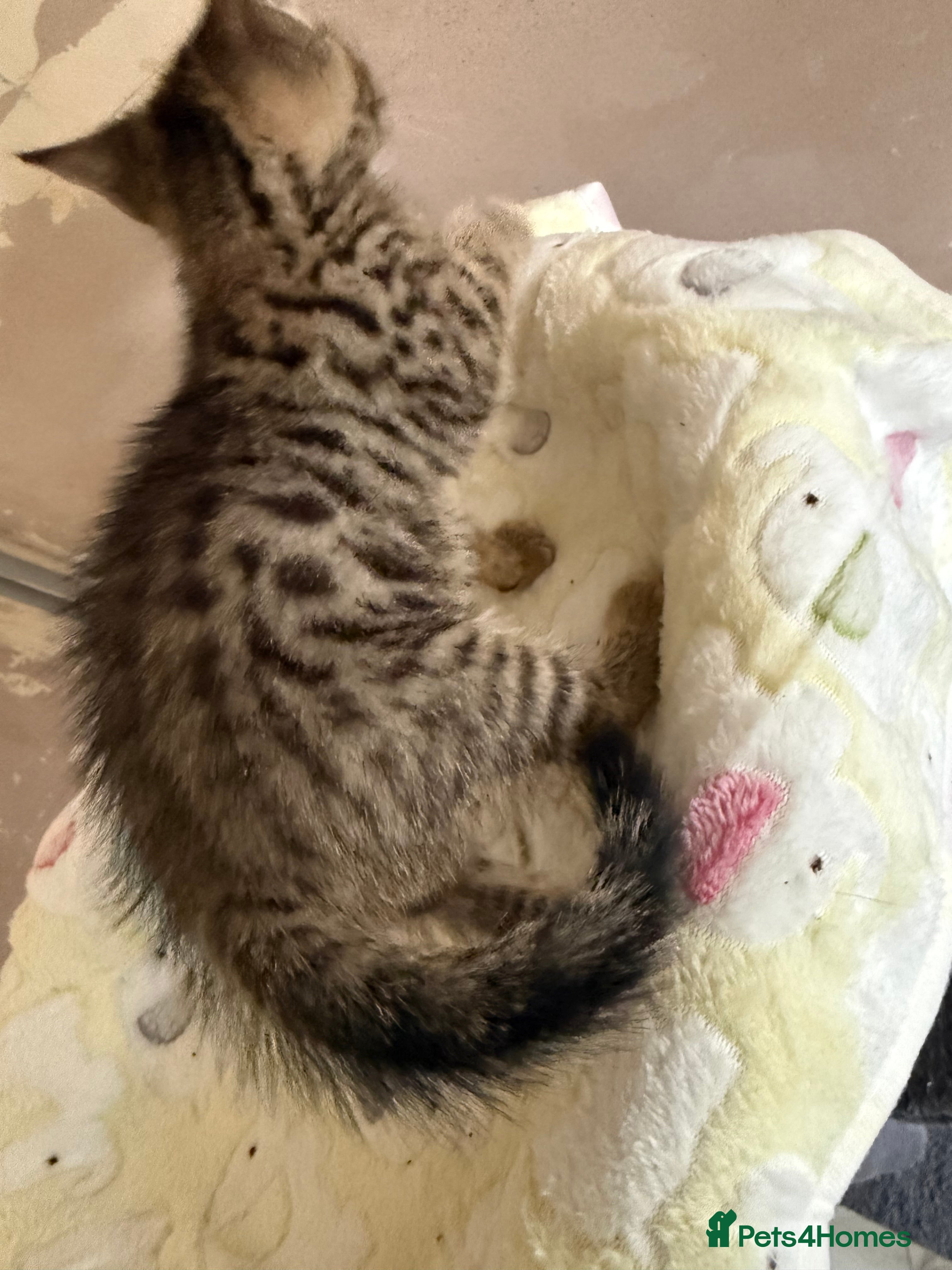 Bengal cats for sale: 1 female kitten available  - Advert 15
