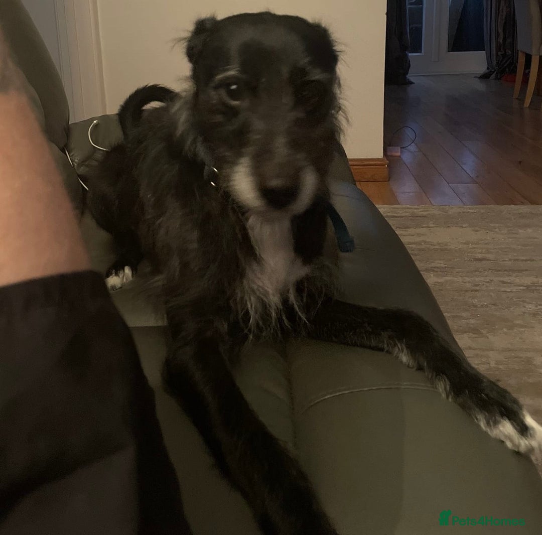 Mixed Breed dogs for sale: Male mixed breed dog - Image 2