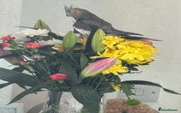Cockatiels birds for sale: X4 Cockatiels 2 breeding pairs - Image 4