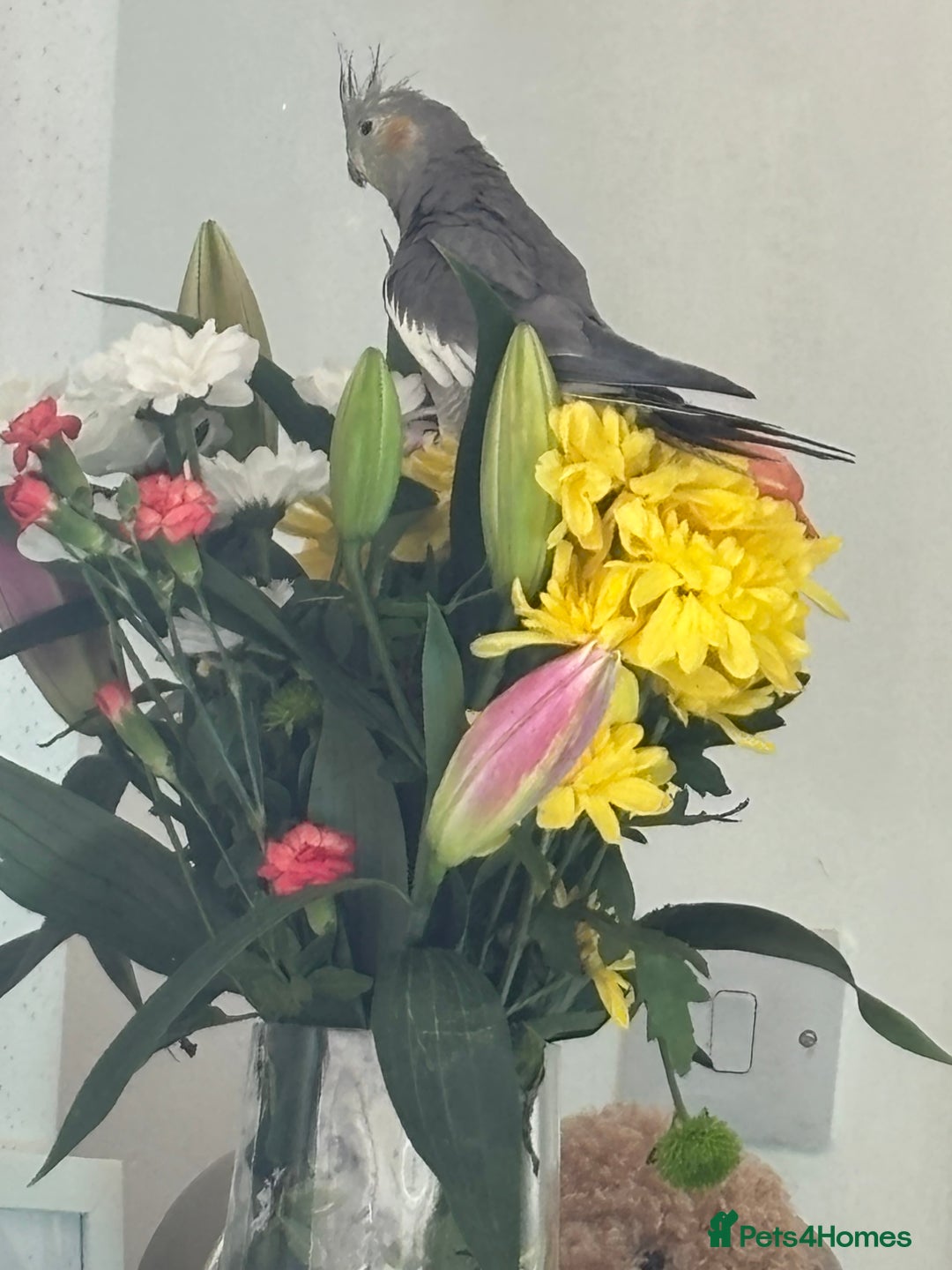 Cockatiels birds for sale: X4 Cockatiels 2 breeding pairs - Image 4