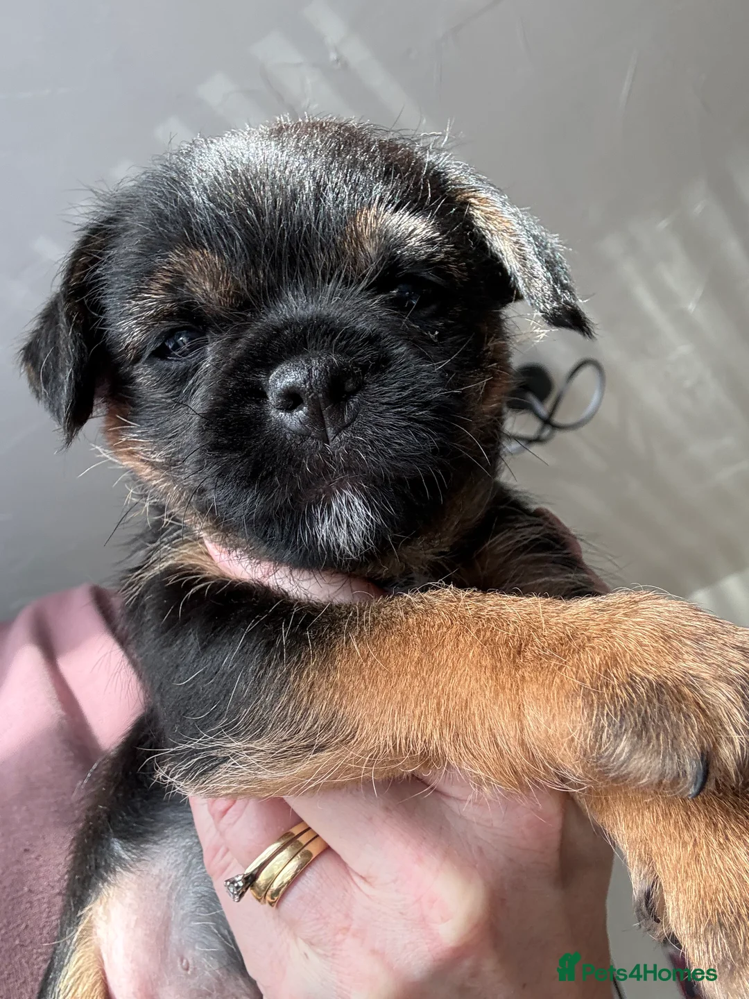 Border Terrier dogs for sale: Border Terriers 4 girls 3 boys  - Advert 15