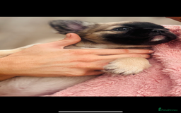 French Bulldog dogs for sale: Full Fluffy KC French bulldog Pupps 2 boys 1 girl  - Image 8