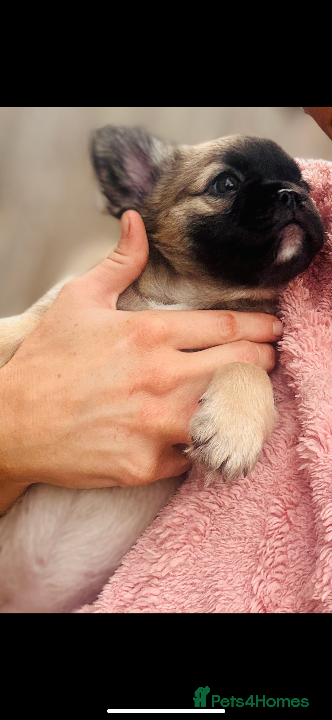 French Bulldog dogs for sale: Full Fluffy KC French bulldog Pupps 2 boys 1 girl  - Image 8