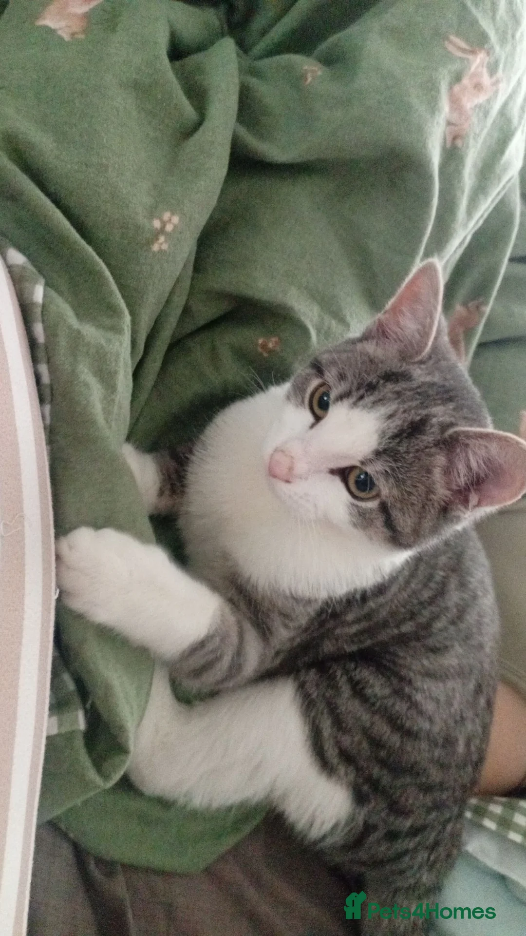 Mixed Breed cats for sale: Ivyyy in Stockton-on-Tees - Advert 2