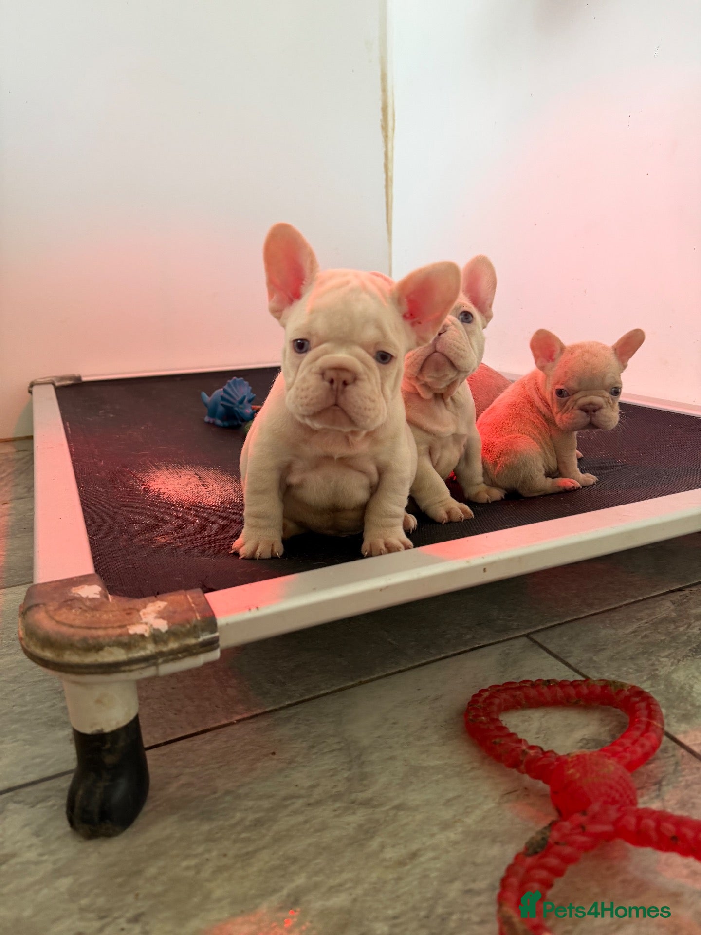 French Bulldog dogs New Shades Puppies/ DNA 🧬 Tested Parents  - Advert 2