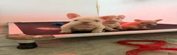 French Bulldog dogs for sale: New Shades Puppies/ DNA 🧬 Tested Parents  - Advert 18