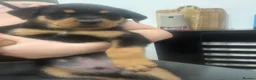 Rottweiler dogs for sale: Full Rottweiler pups  in Derby - Advert 9