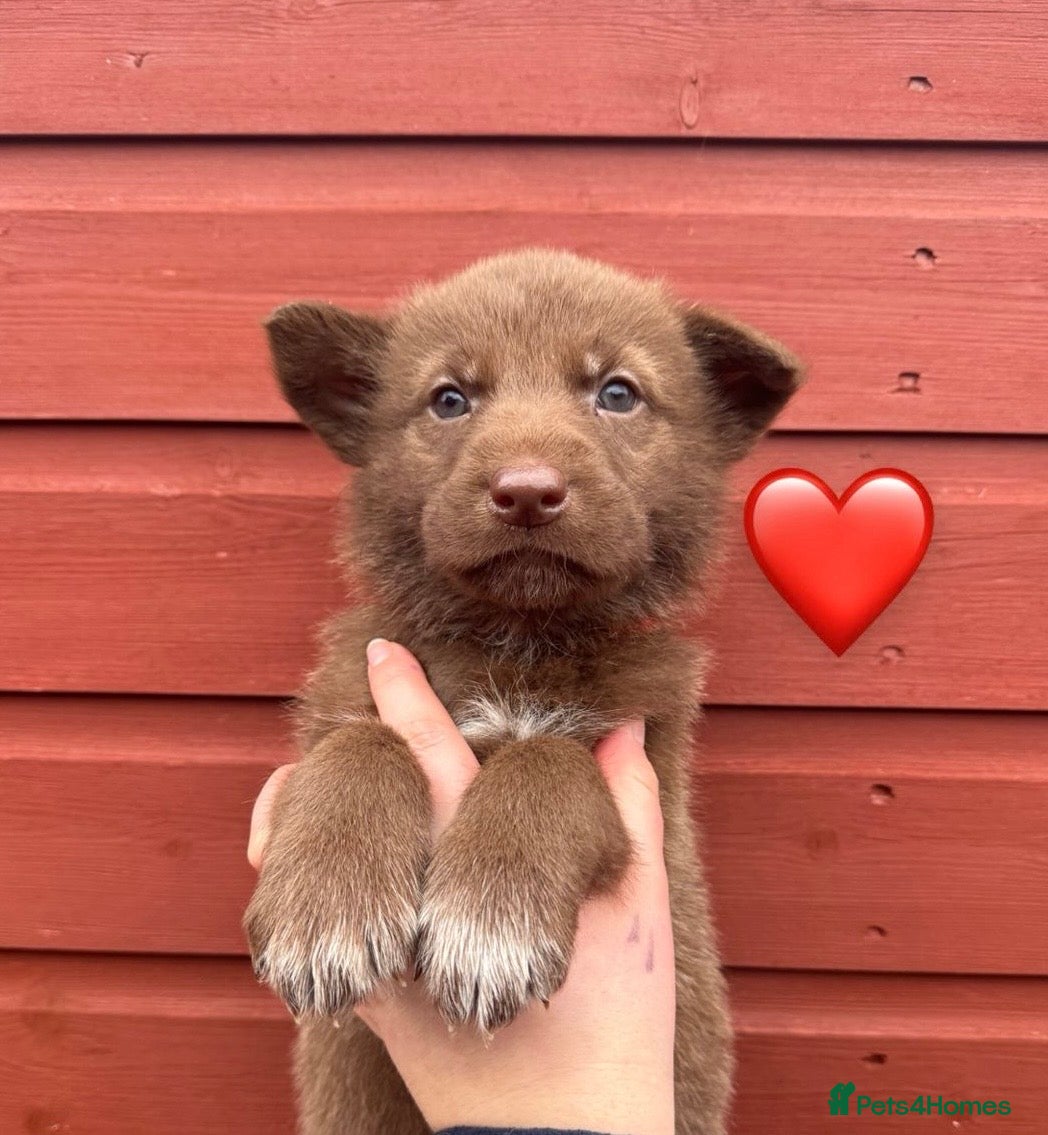 German Shepherd dogs Extensively Health Tested Puppies 🐾 - Advert 14