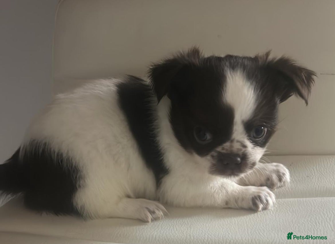 Mixed Breed dogs Chinese Crested Hairless x Chihuahua - Advert 1