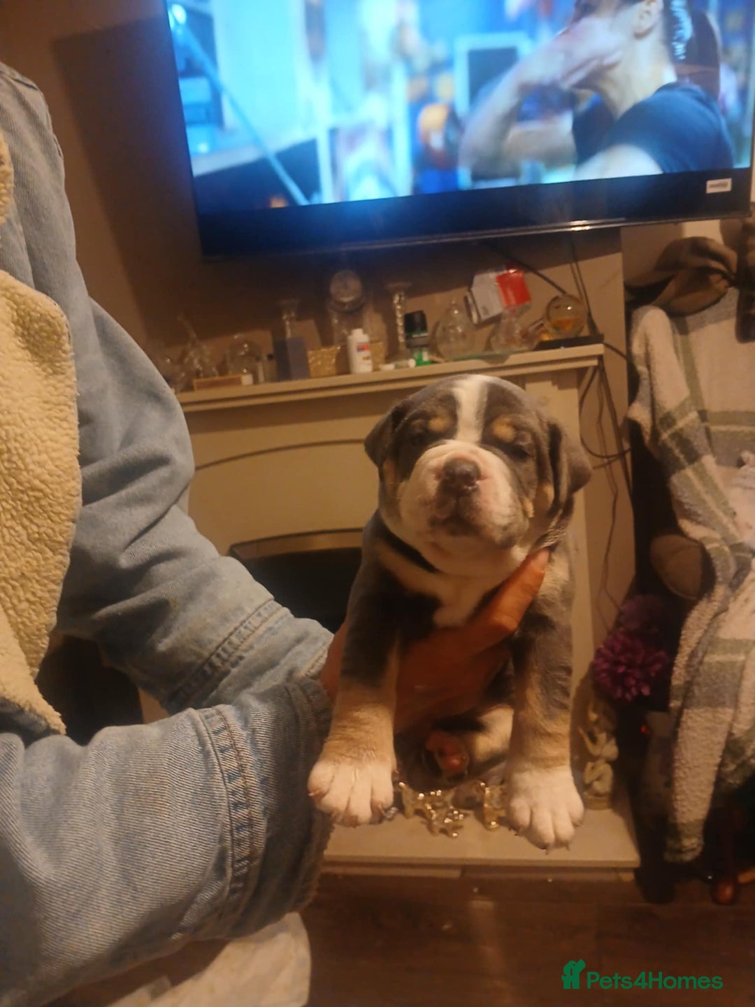 Olde English Bulldogge dogs for sale: Beautiful Litter OLDE ENGLISH BULLDOG  - Image 6