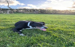 Border Collie dogs for sale: Tri coloured collie pups - Image 5