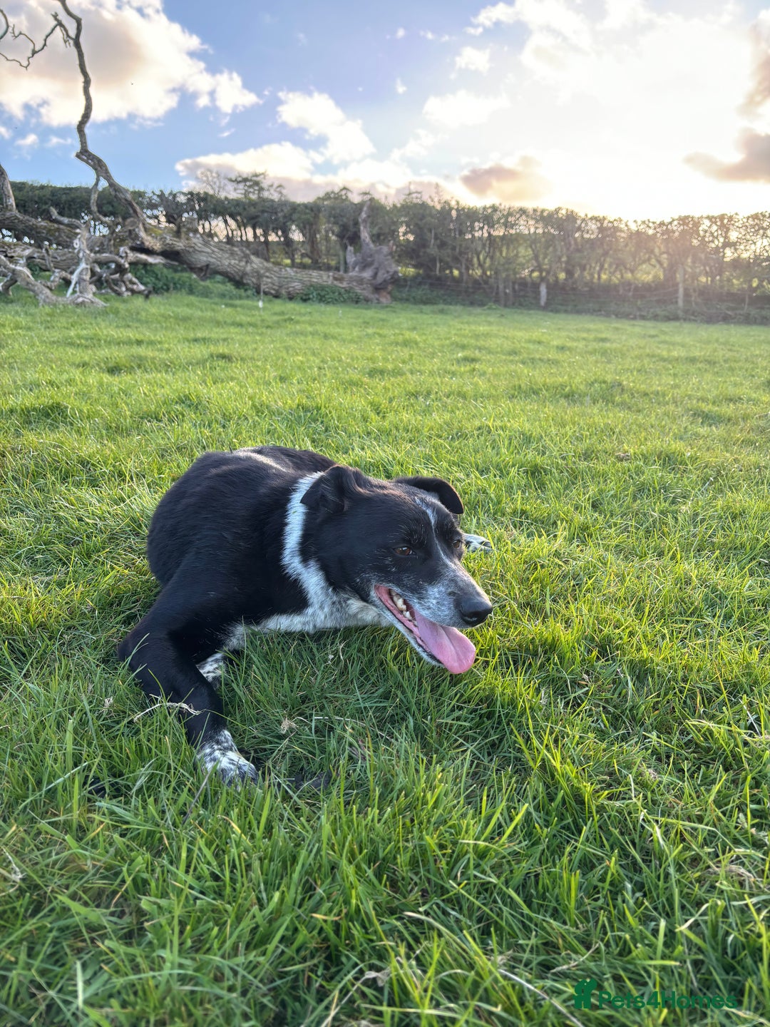 Border Collie dogs for sale: Tri coloured collie pups - Image 5