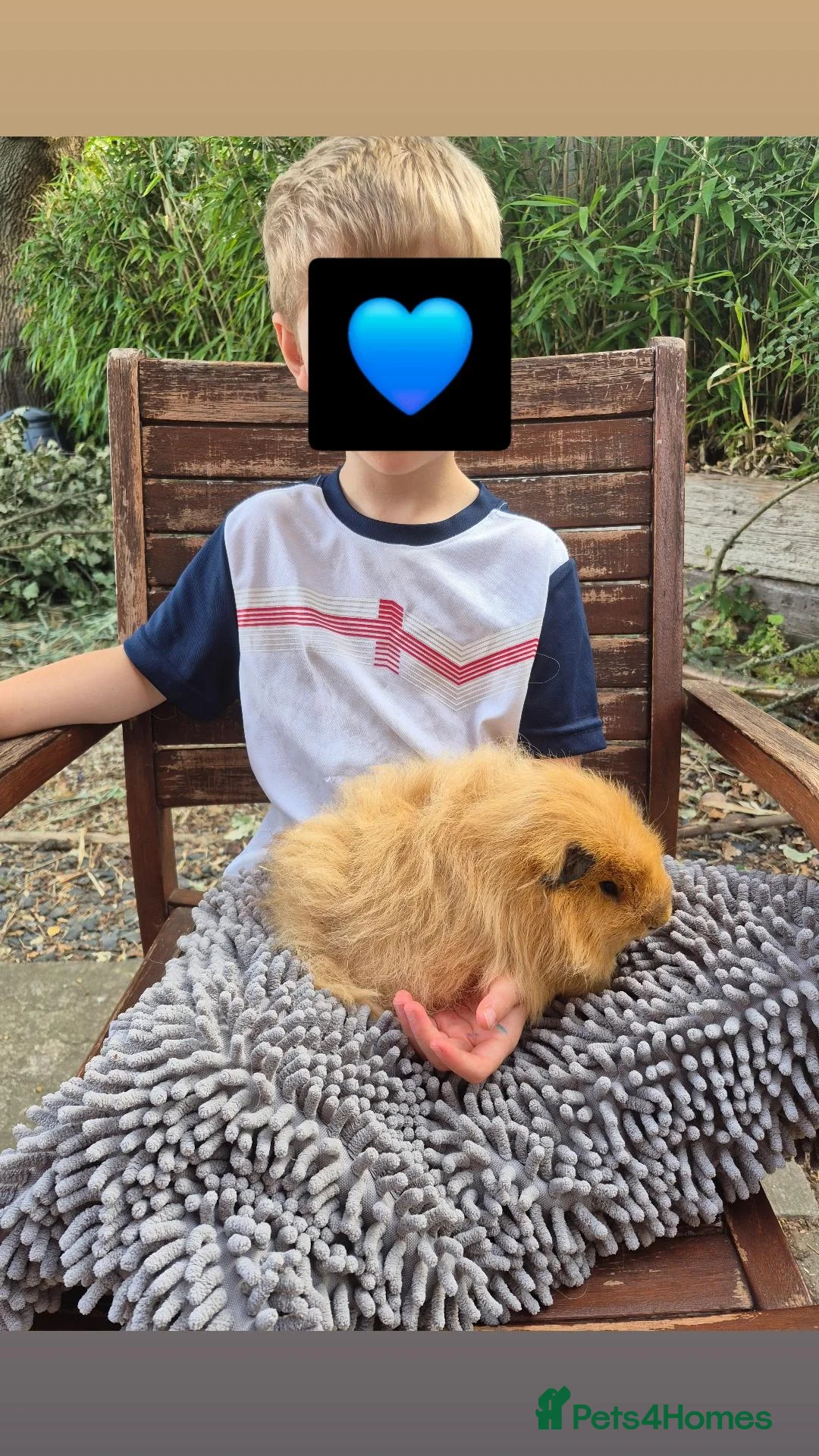 Guinea Pig rodents for sale: Young Male Swiss Boar - Advert 2