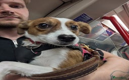 Mixed Breed dogs for sale: Roo - Lovely Small Dog - Image 13