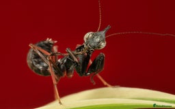 Praying Mantis invertebrates for sale: Ghost Mantis Nymphs - Phyllocrania paradoxa - Image 3