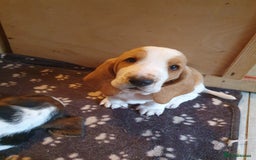 Basset Hound dogs for sale: Basset Hound Puppies 2 R&W boys available - Image 13