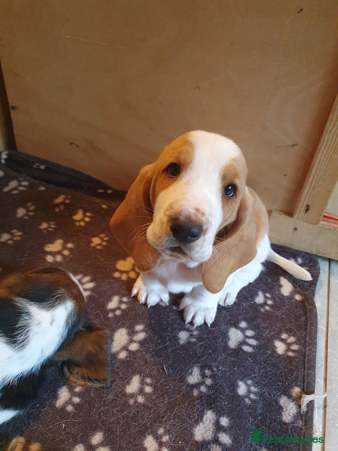 Basset Hound dogs for sale: Basset Hound Puppies 2 R&W boys available - Image 13