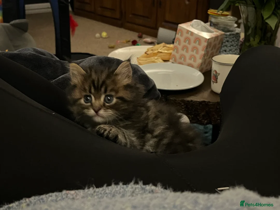 British Shorthair cats for sale: A beautiful kittens British shorthair  - Advert 39