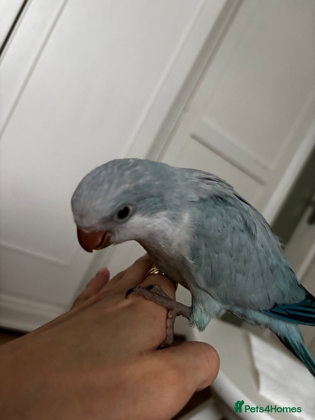 Parrots birds for sale: Silly tame Quakers looking for their forever home  - Image 13
