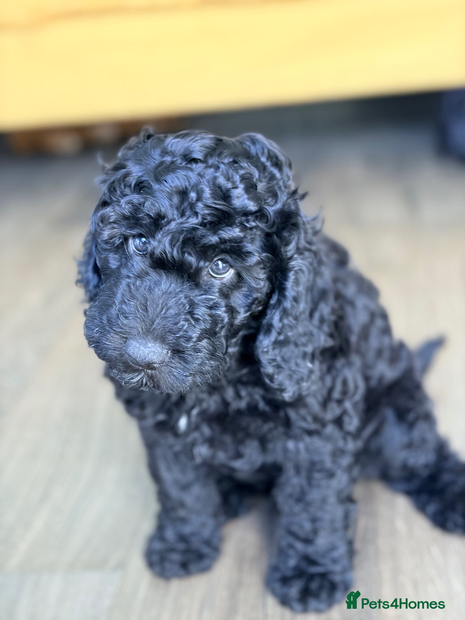 Cockapoo dogs Beautiful F1b Cockapoo puppies - Advert 3