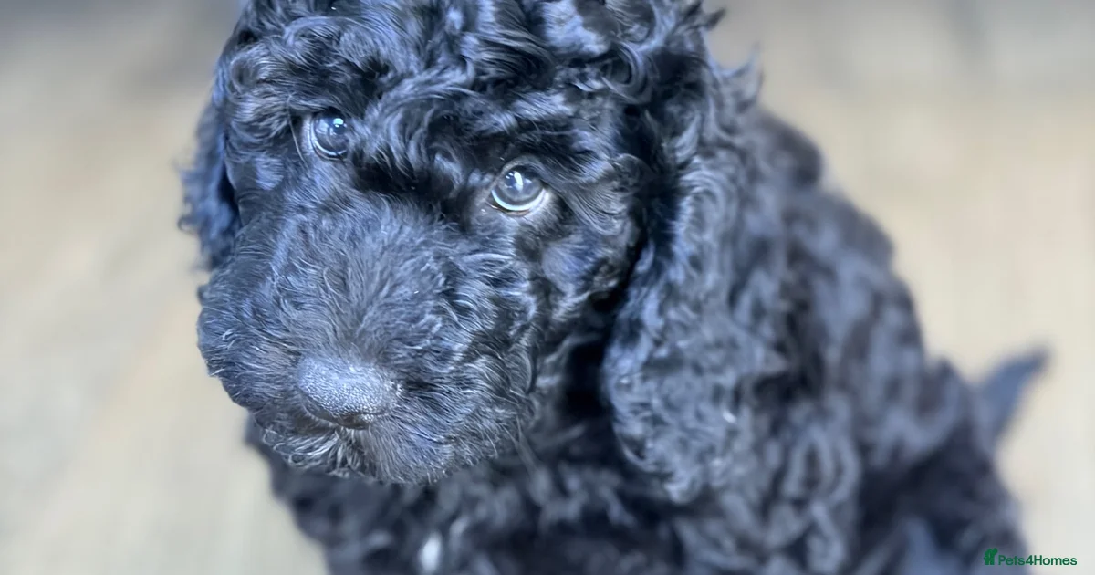 Adult Cockapoo Cockapoo Puppies For Sale Pets4Homes adult-cockapoo-cockapoo-puppies-for-sale-pets4homes