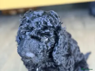 Cockapoo dogs Beautiful F1b Cockapoo puppies - Advert 3
