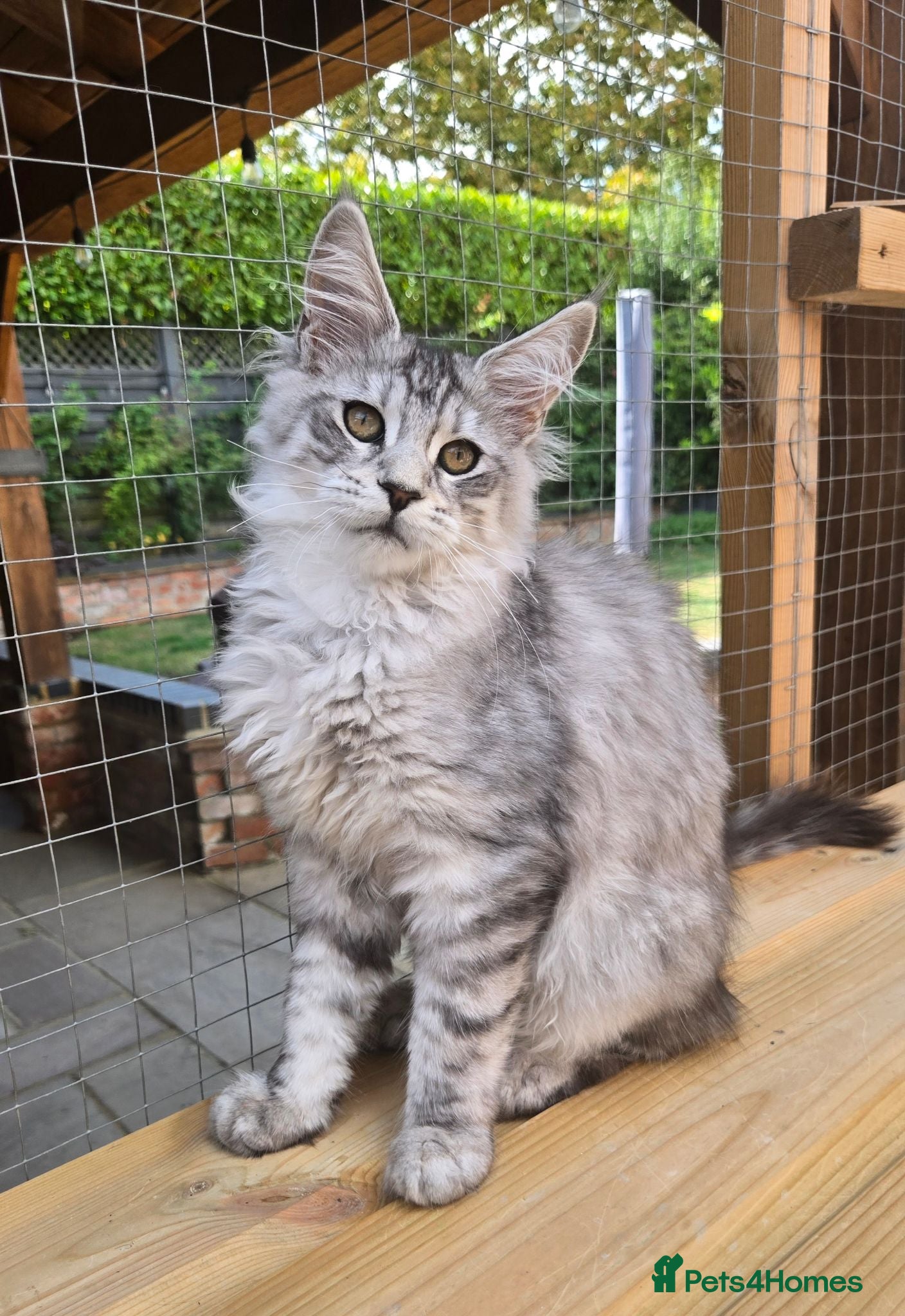 Maine Coon cats Pedigree Maine Coon Kittens  - Advert 1