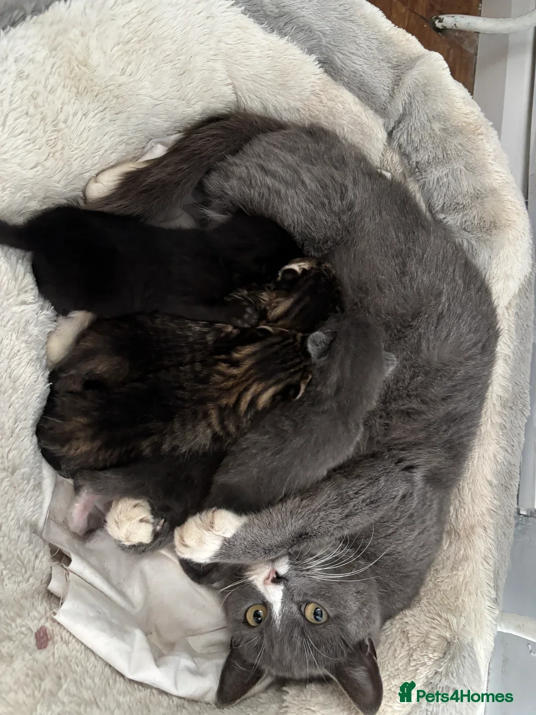 British Shorthair cats for sale: Kittens ready now  - Image 15