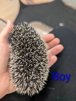 Pygmy Hedgehog rodents African pygmy hedgehogs. Adorable & very friendly - Advert 1