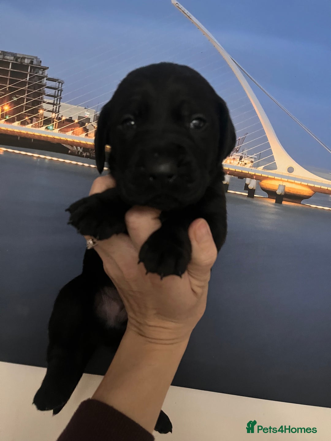 Cane Corso dogs for sale: Stunning Full Pedigree Cane Corso Puppies 🏆  - Advert 22