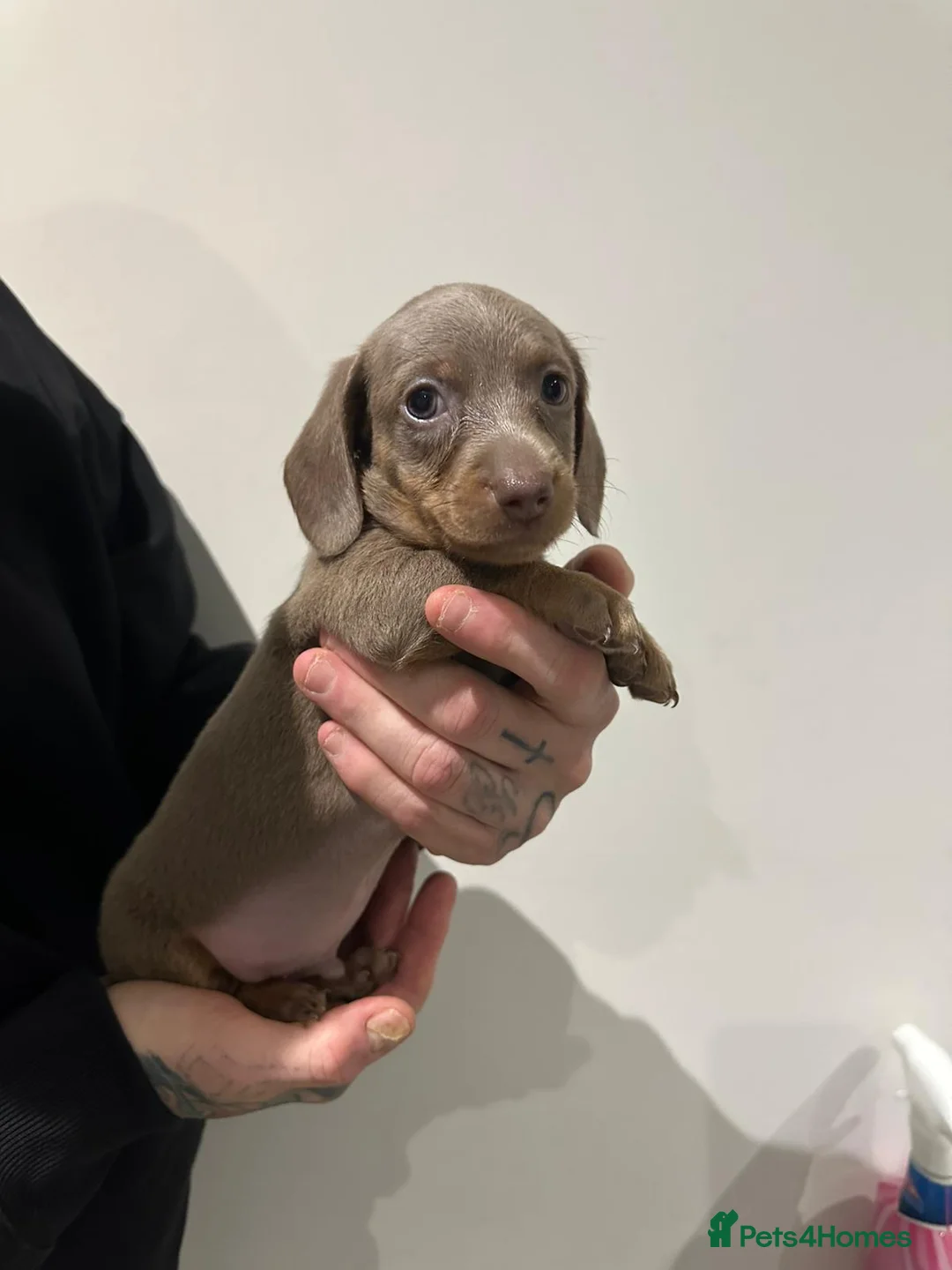 Miniature Dachshund dogs for sale: Mini dachshunds - Advert 2