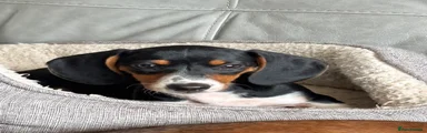 Dachshund Puppy 2
